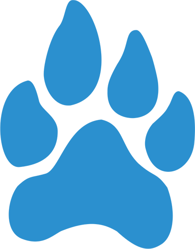 Crazy Lion School